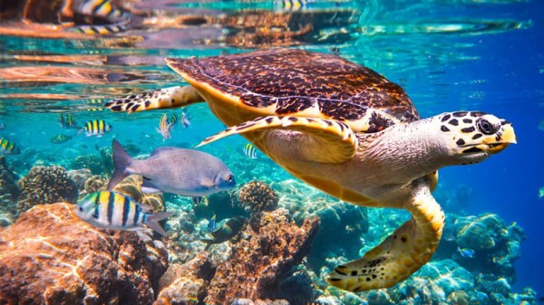 Passeio para Praia do Forte e Guarajuba Litoral Norte